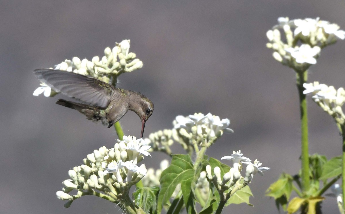 Dusky Hummingbird - ML424528281