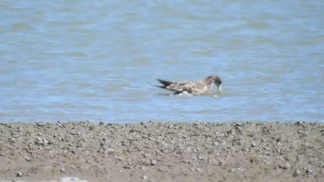 Olrog's Gull - ML424528351