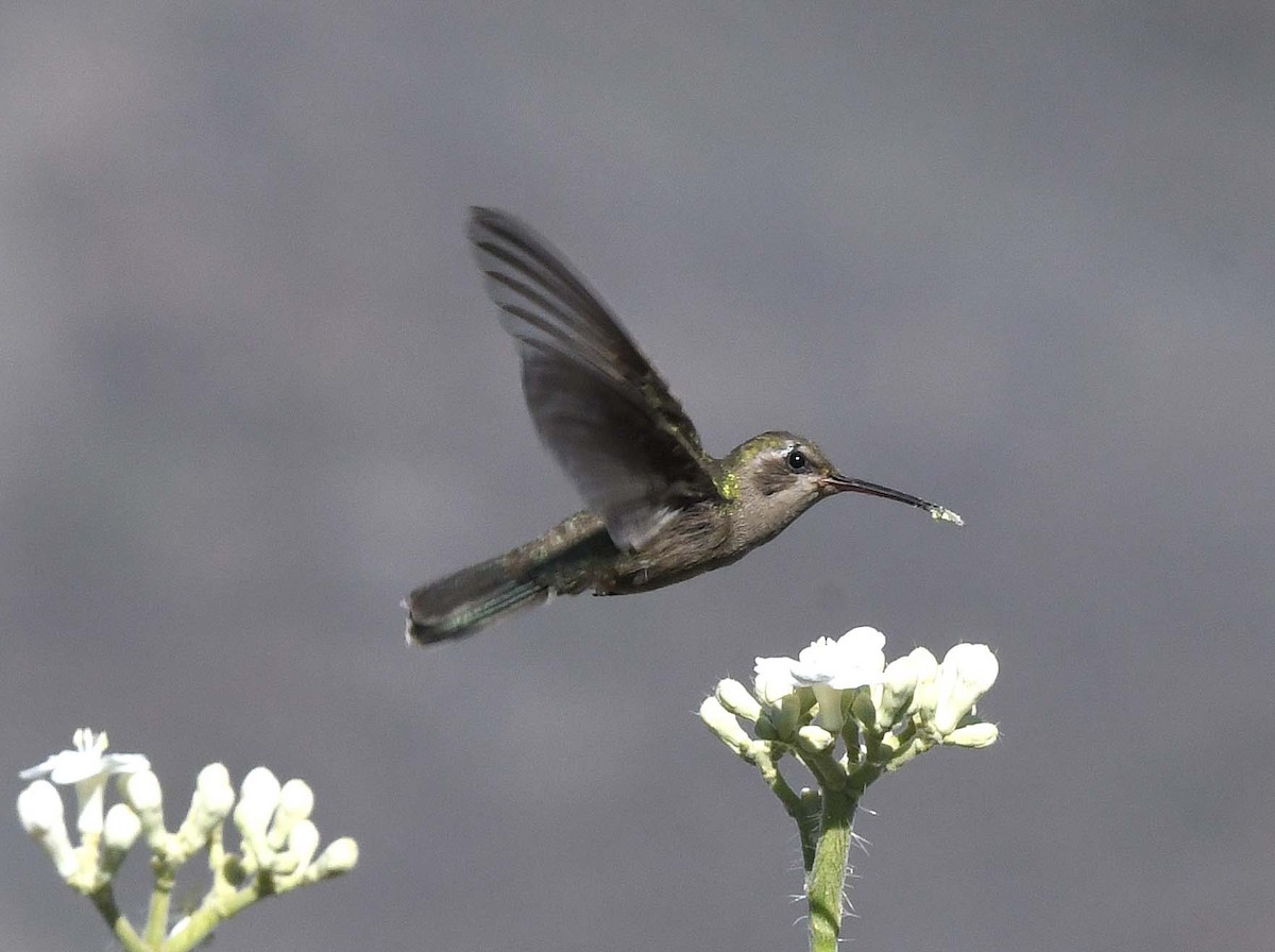 Dusky Hummingbird - ML424528371