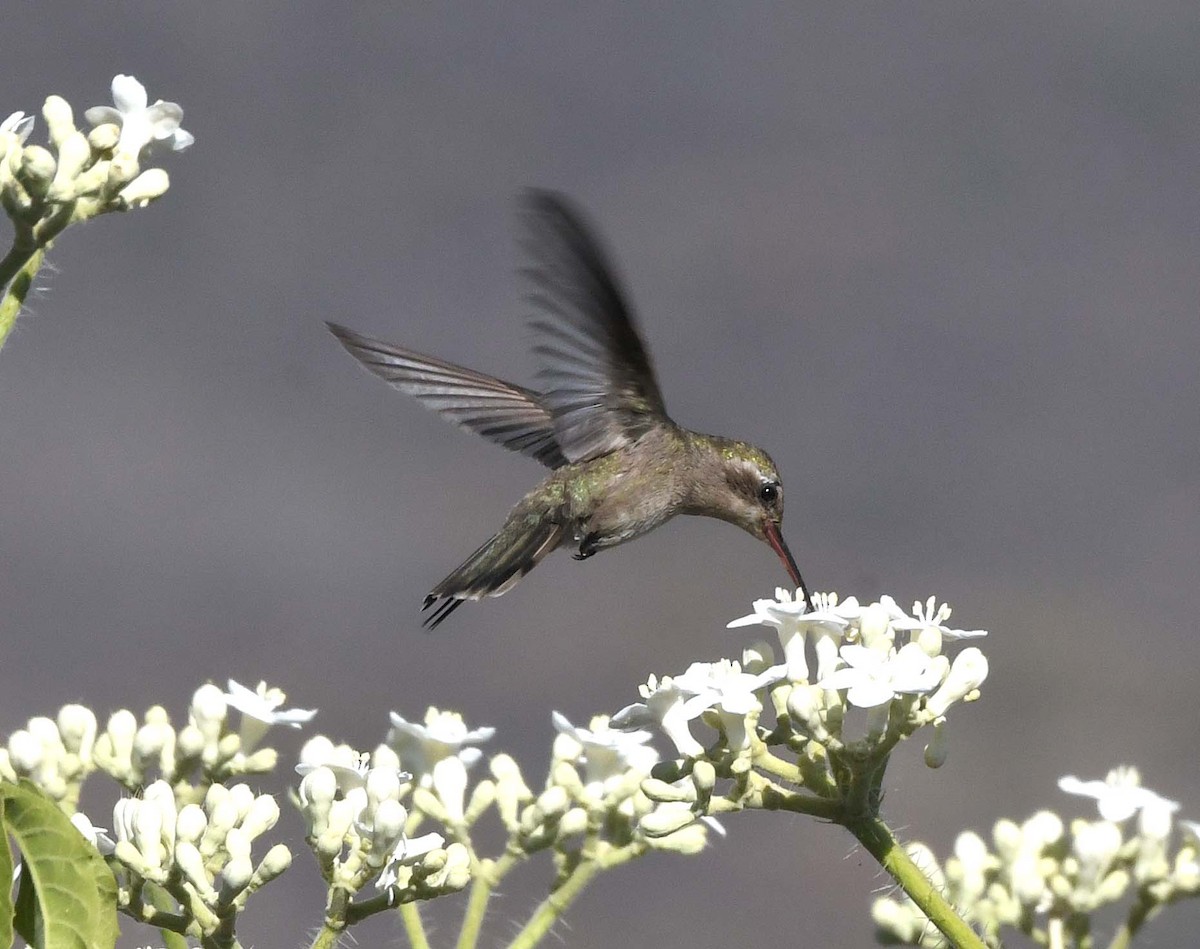 Dusky Hummingbird - ML424528491