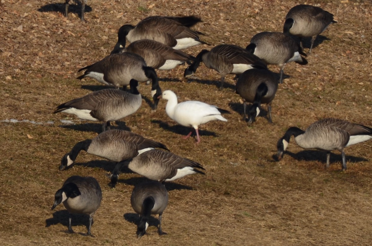 Ross's Goose - ML424528881