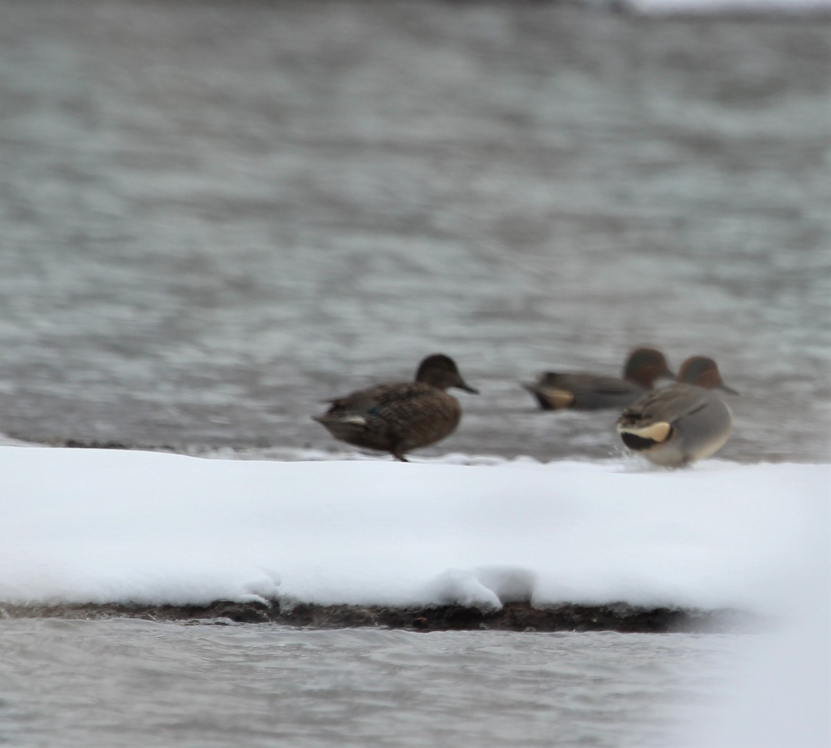 Green-winged Teal - John Flannigan