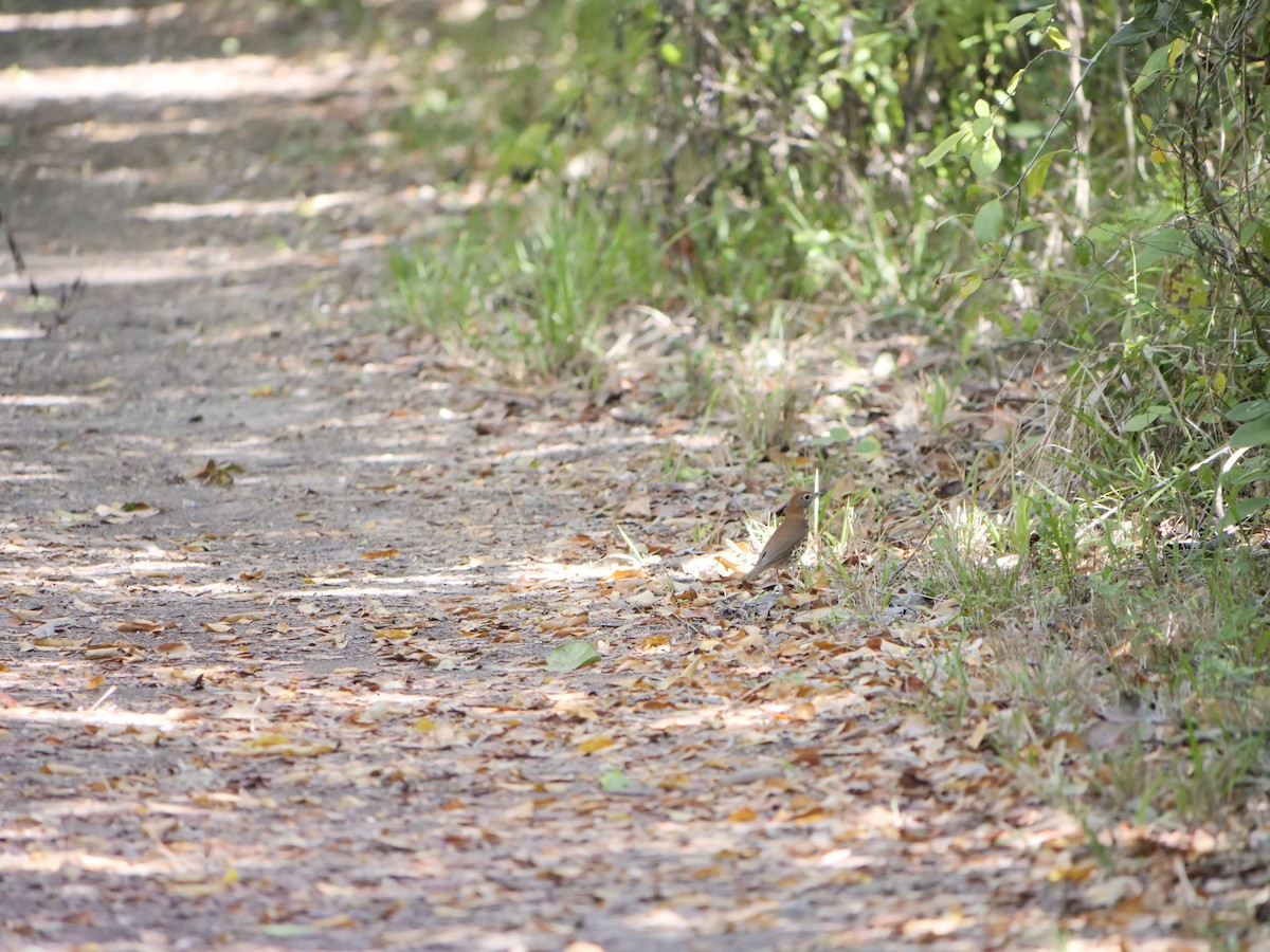 Wood Thrush - ML424529001