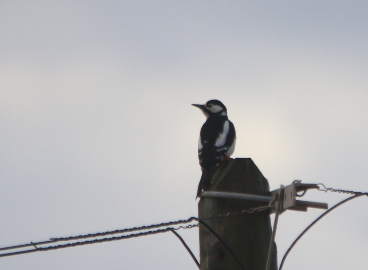 Great Spotted Woodpecker - Alexandre Hespanhol Leitão