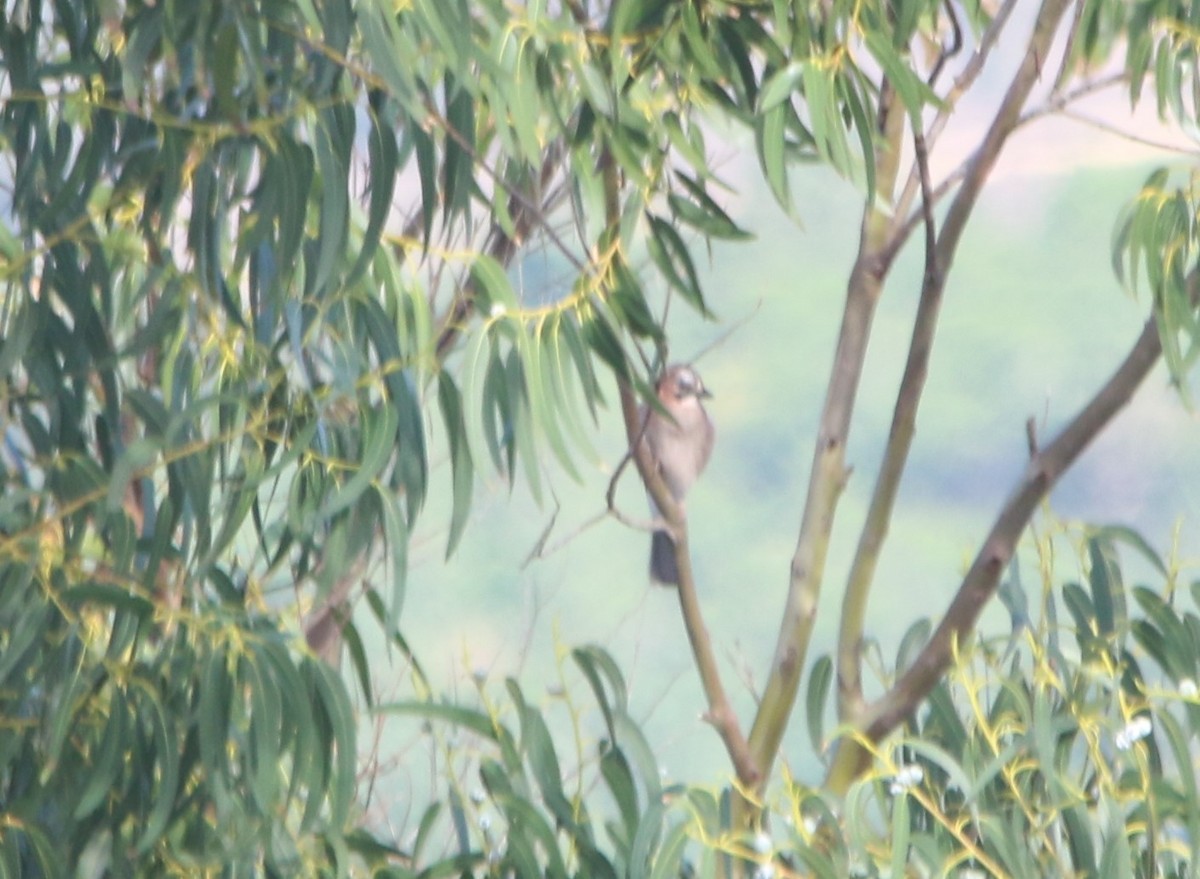 Eurasian Jay - ML42452991