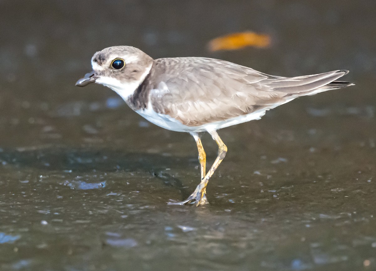 Semipalmated Plover - ML424531971