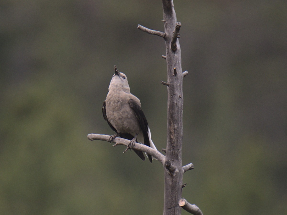 Clark's Nutcracker - Sam Rawlins