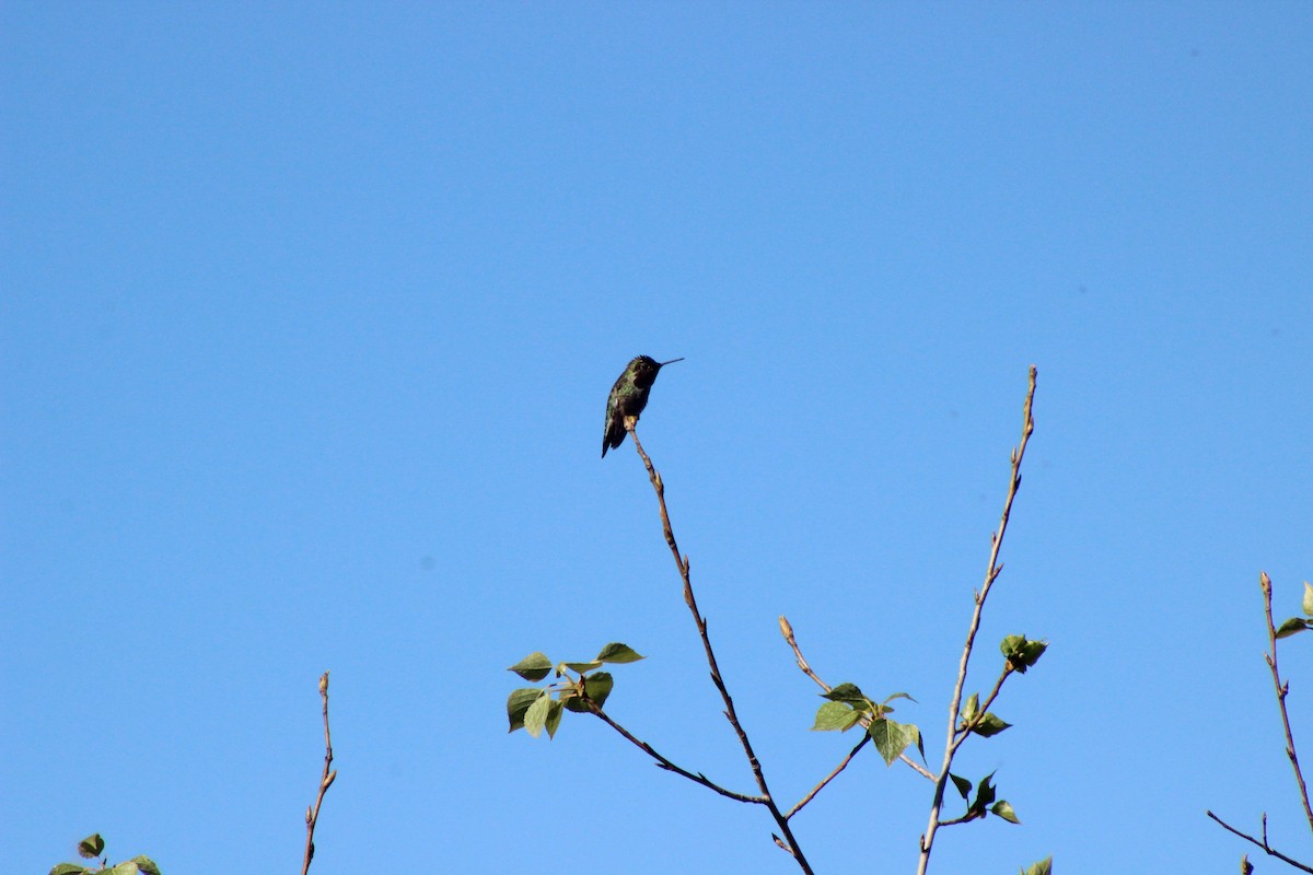Anna's Hummingbird - Matthew Keenan