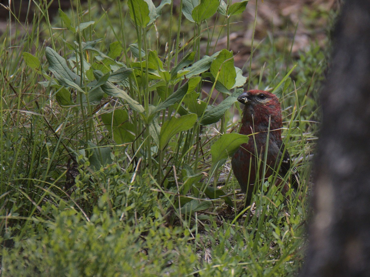 Pine Grosbeak - Sam Rawlins