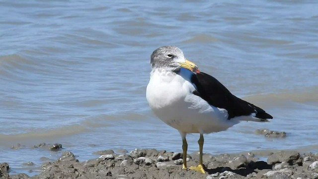 Olrog's Gull - ML424533501