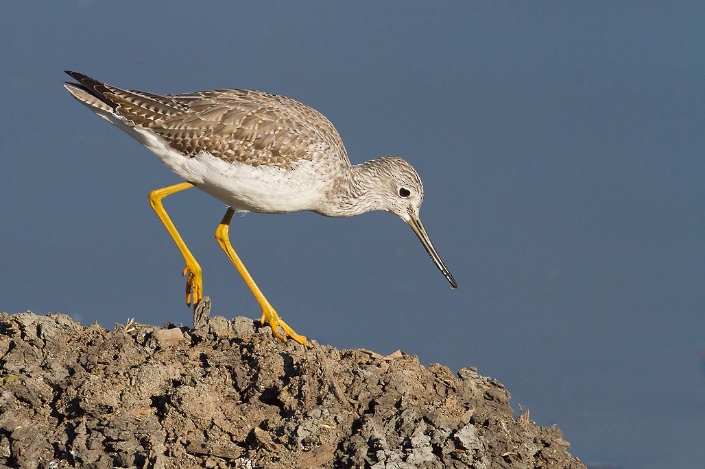 Greater Yellowlegs - ML424533841