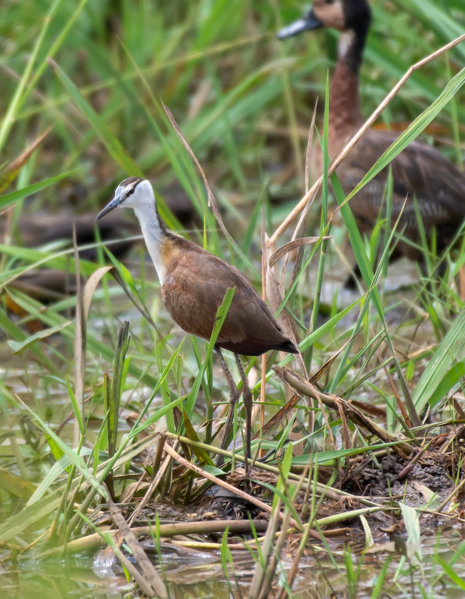 Jacana à poitrine dorée - ML424534291