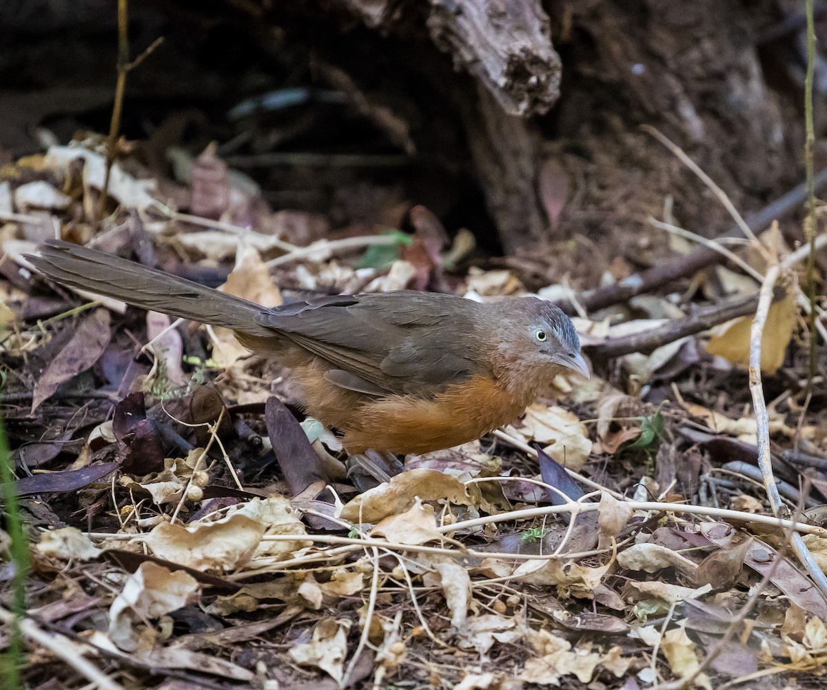 Rufous Chatterer - ML42453431