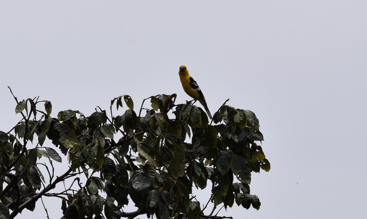 Cardinal à tête jaune - ML424537431