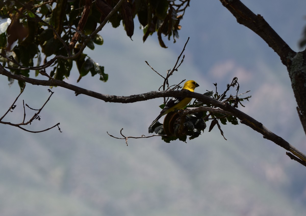 Picogrueso Ventriamarillo - ML424537691