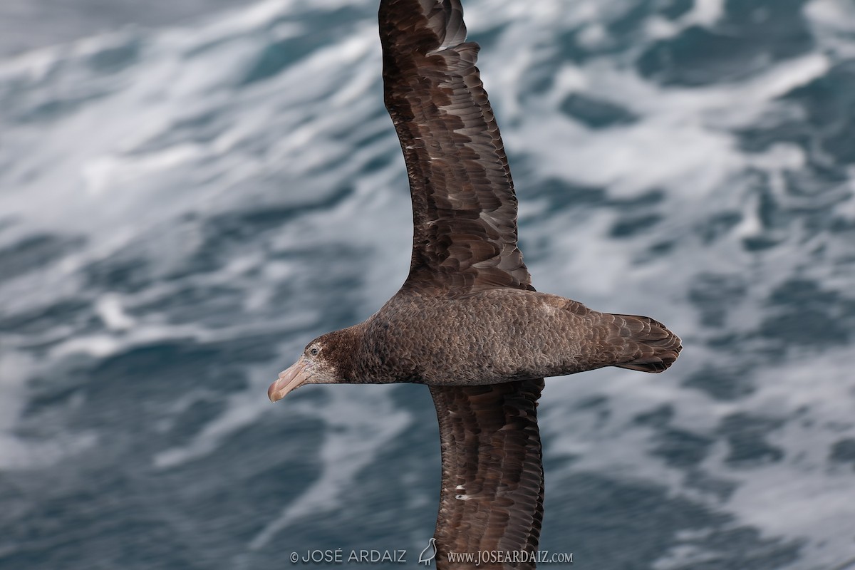 Northern Giant-Petrel - José Ardaiz Ganuza