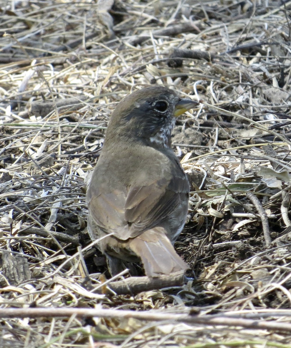 Fox Sparrow (Sooty) - ML424538481
