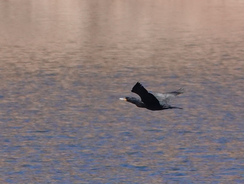 Double-crested Cormorant - Rene Laubach