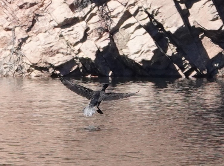 Cormorán Orejudo - ML424539651