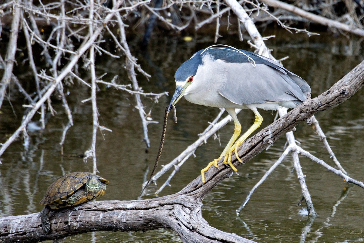 Yellow-crowned Night Heron - ML424540811