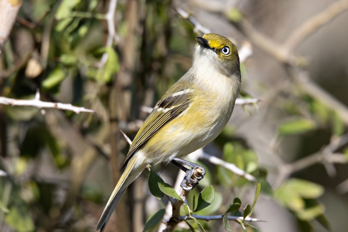 White-eyed Vireo - ML424540941