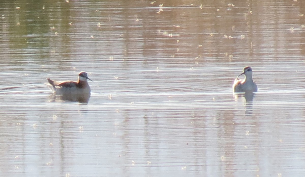Red-necked Phalarope - Ken Watkins