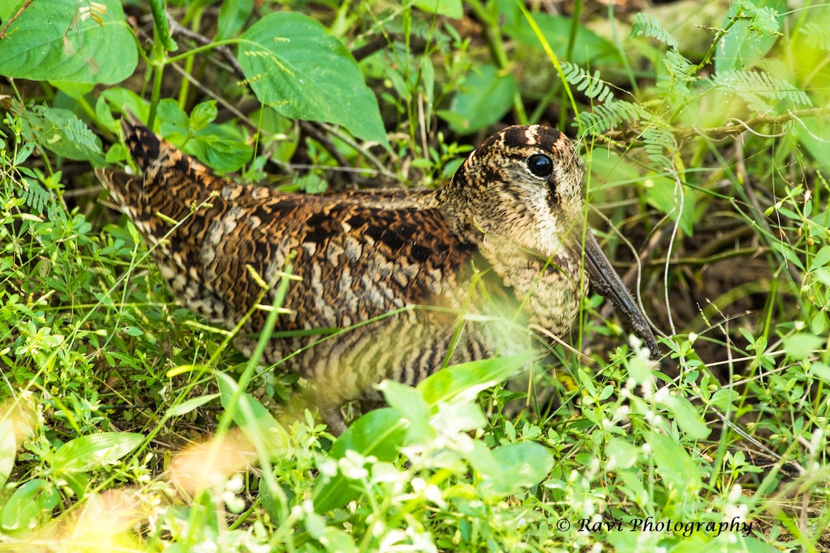 Eurasian Woodcock - Dr. Ravi M