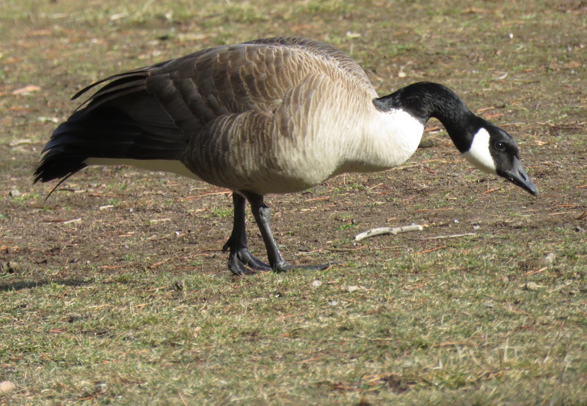 Canada Goose - ML424541671