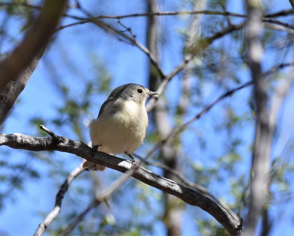 Lucy's Warbler - ML424541851