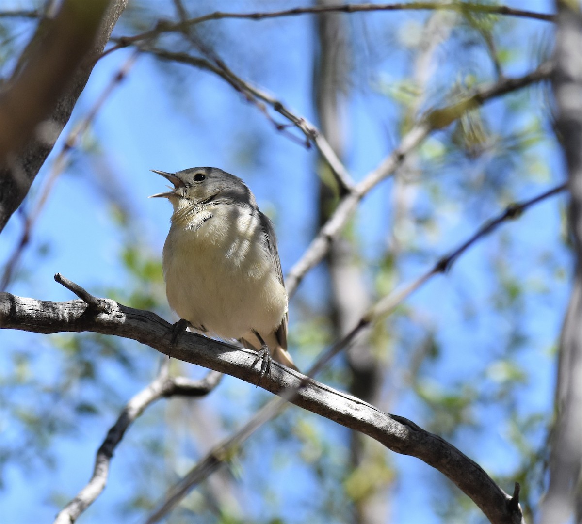Lucy's Warbler - ML424541891