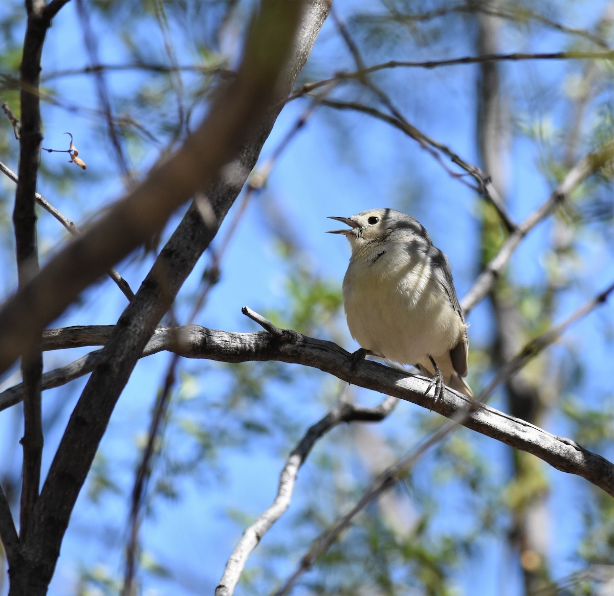 Lucy's Warbler - ML424541921
