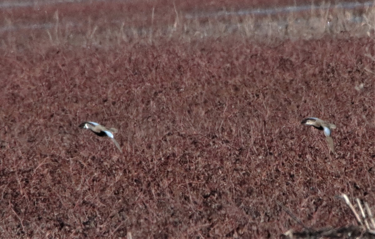 Blue-winged Teal - ML424542261