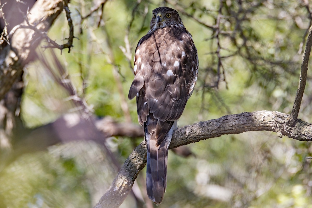 Cooper's Hawk - ML424542761