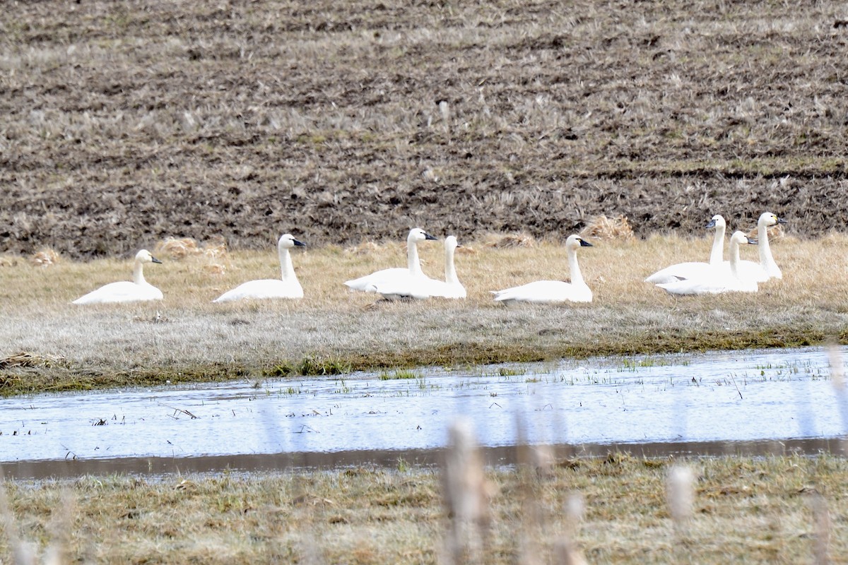 Tundra Swan - ML424542881