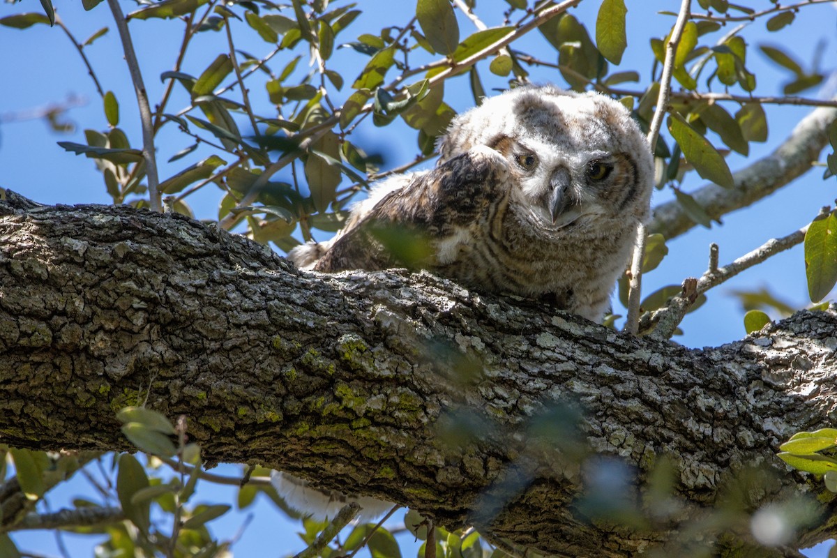 Great Horned Owl - ML424543241