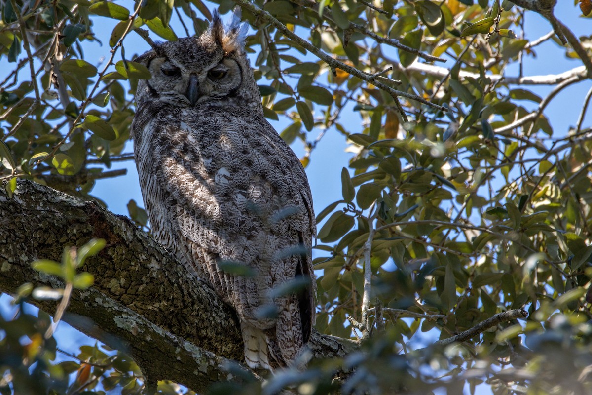 Great Horned Owl - ML424543261