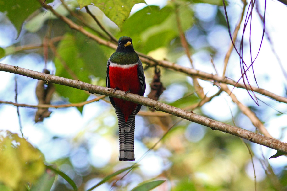 Collared Trogon - David Disher