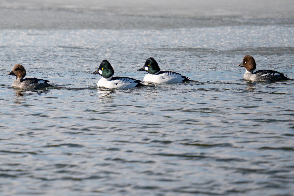 Common Goldeneye - Jason Cole