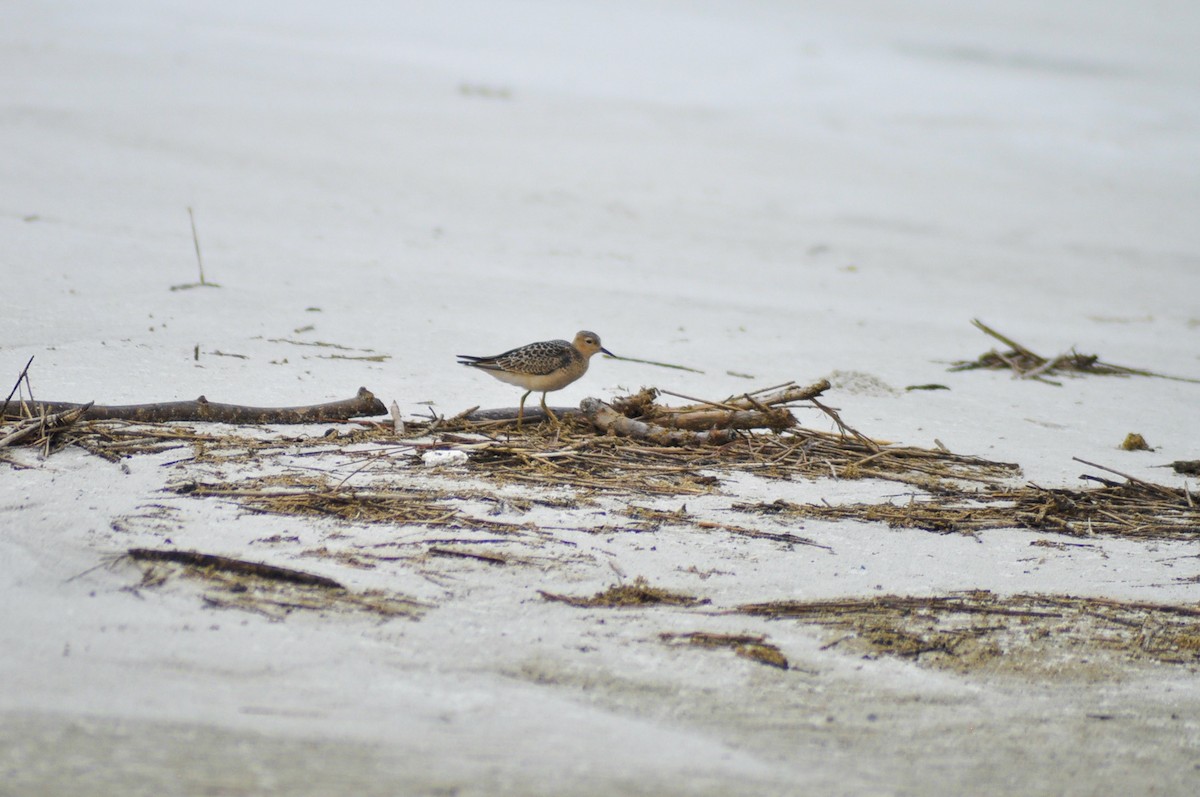 Buff-breasted Sandpiper - ML424546731