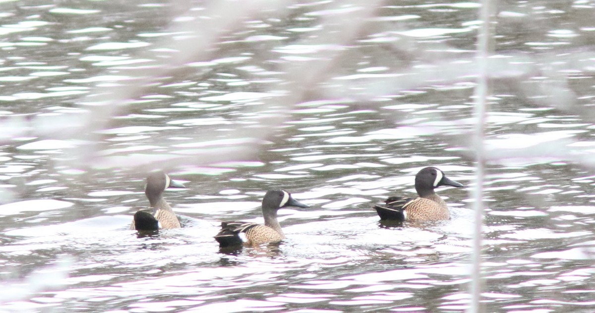 Blue-winged Teal - ML424548501