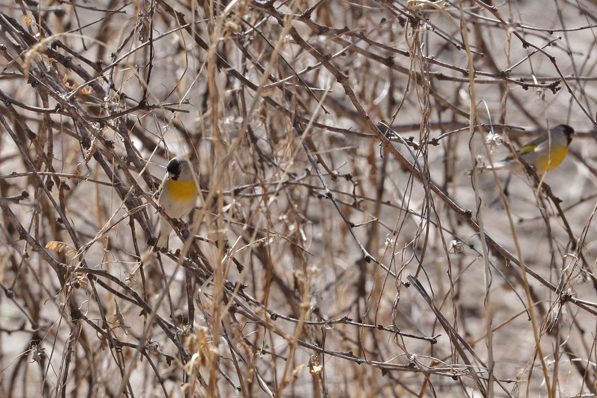 Lawrence's Goldfinch - ML424548851