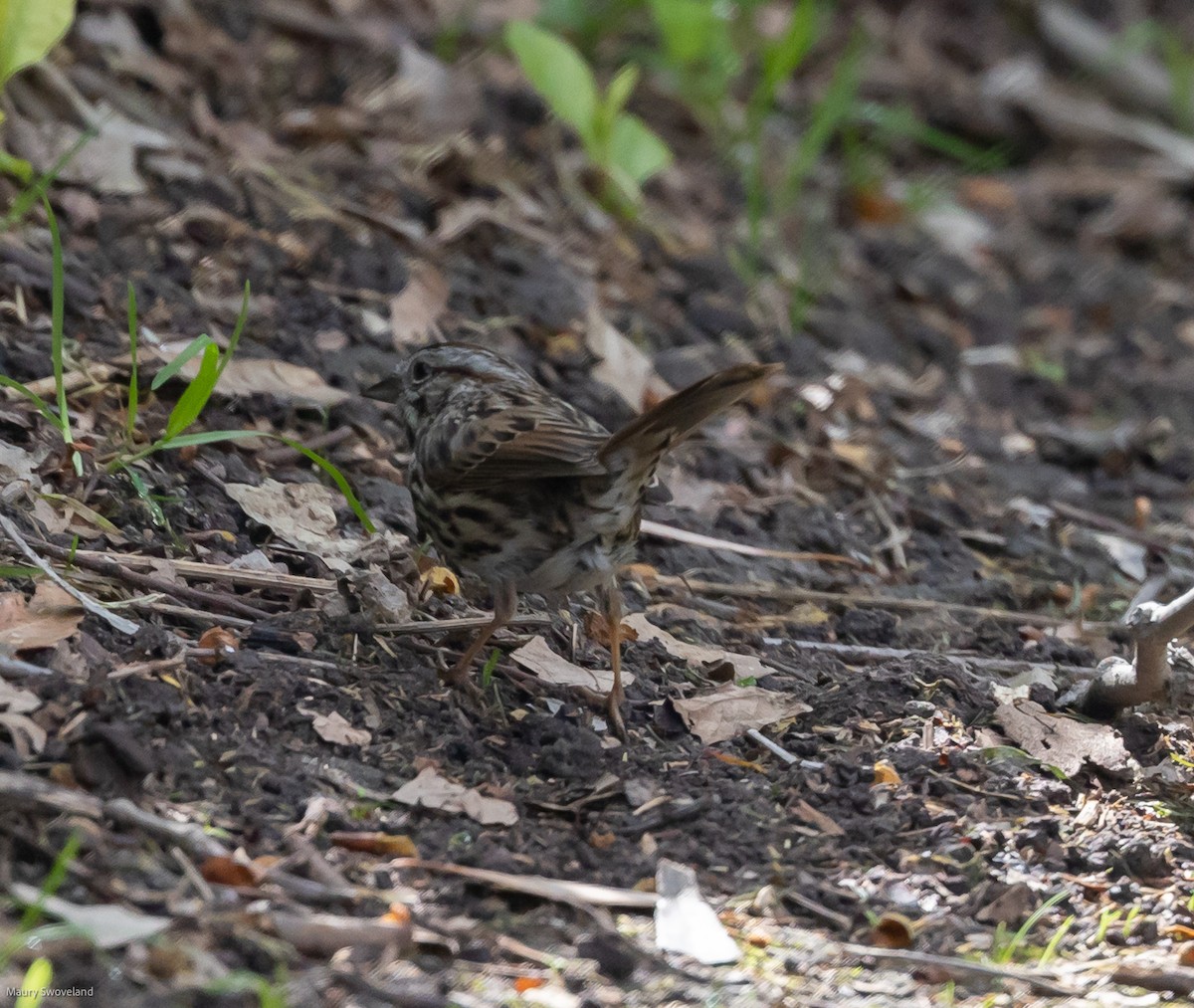 Song Sparrow - ML424549901