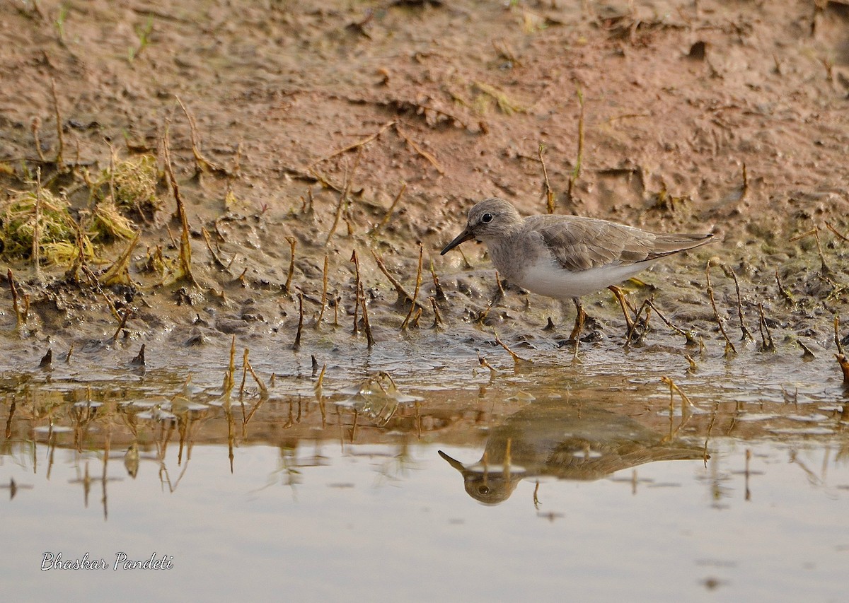 temmincksnipe - ML42455091