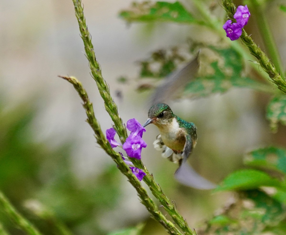 Colibri de Hartert - ML424551081