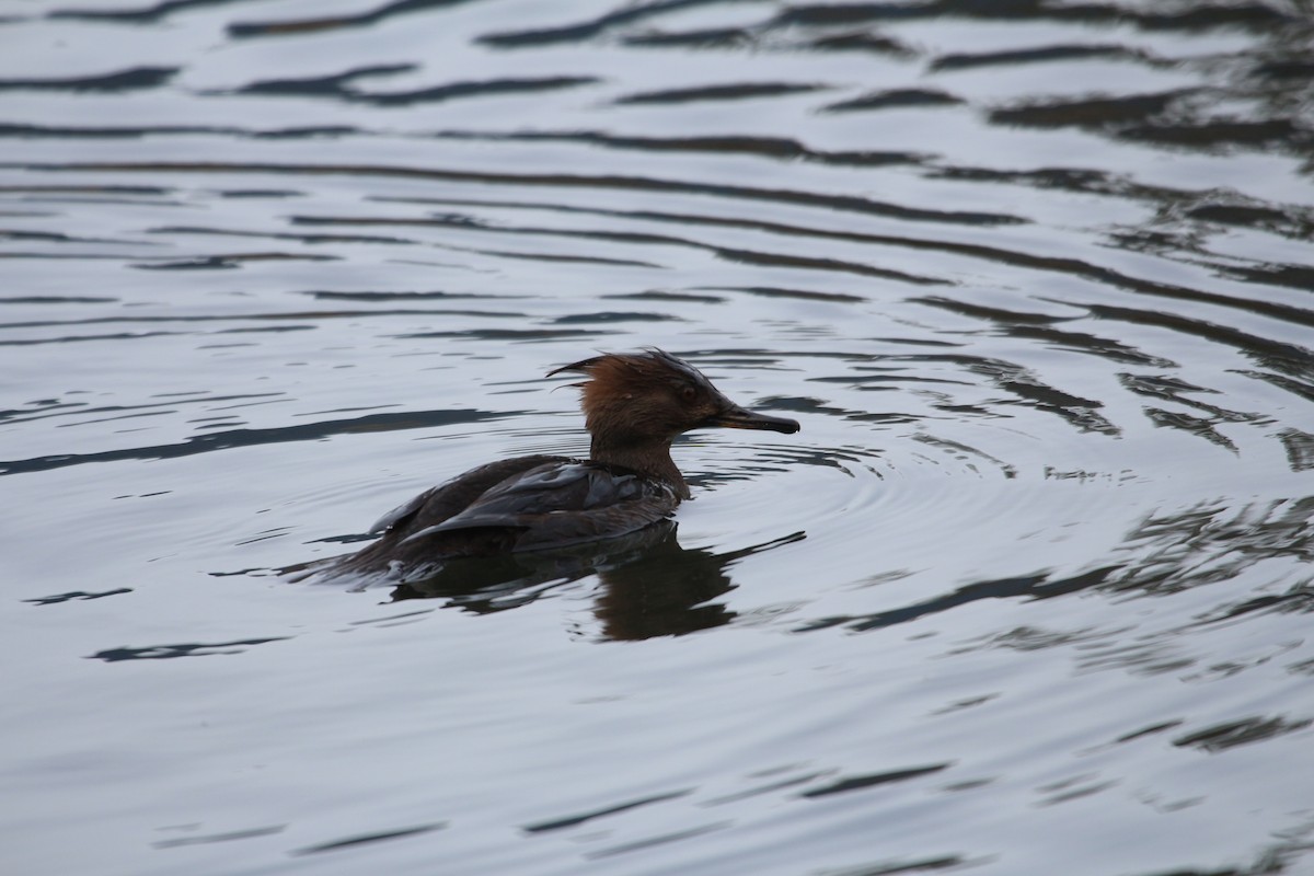 Hooded Merganser - ML424551651