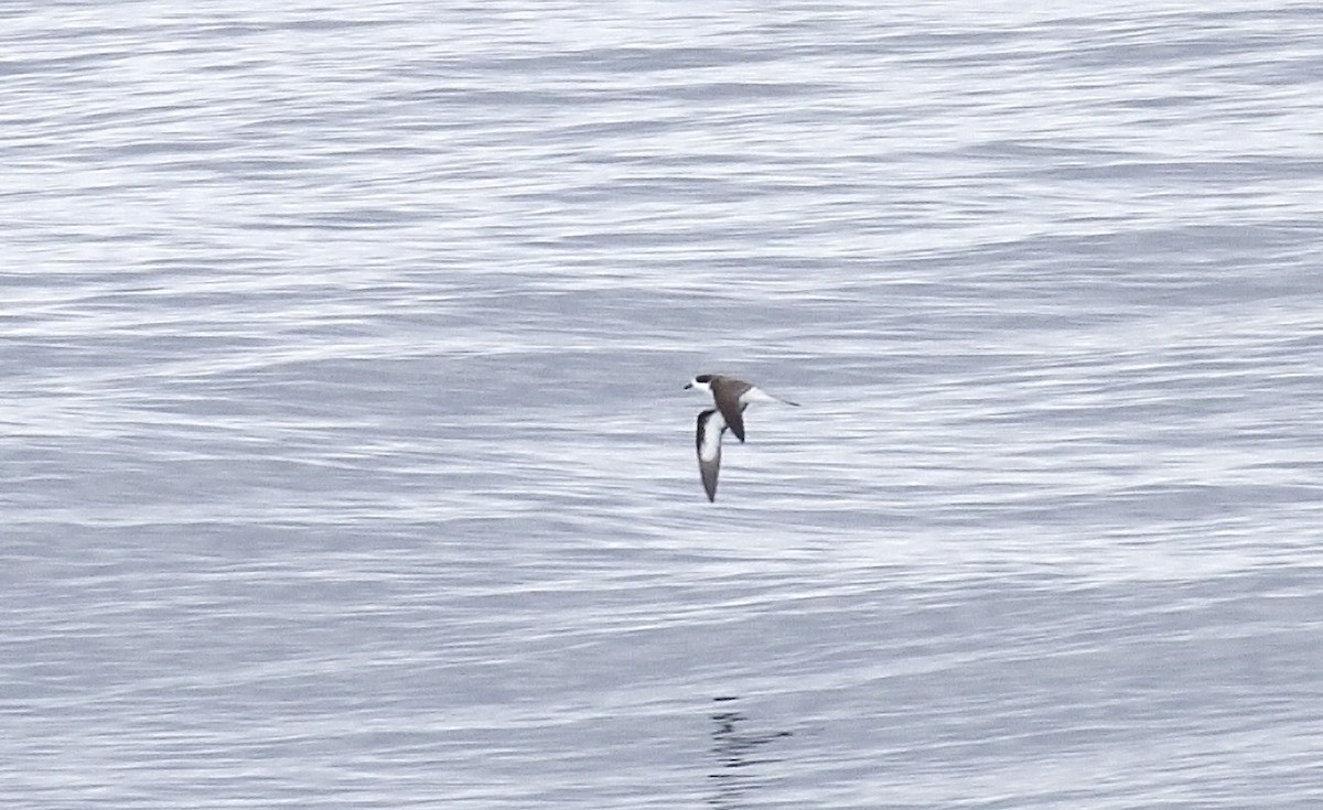 Hawaiian Petrel - ML424553721