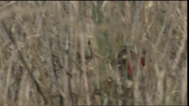 Ring-necked Pheasant - ML424554