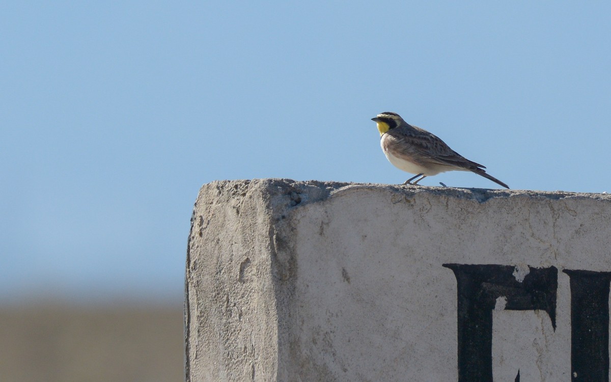 Horned Lark (Mexican) - ML424554861