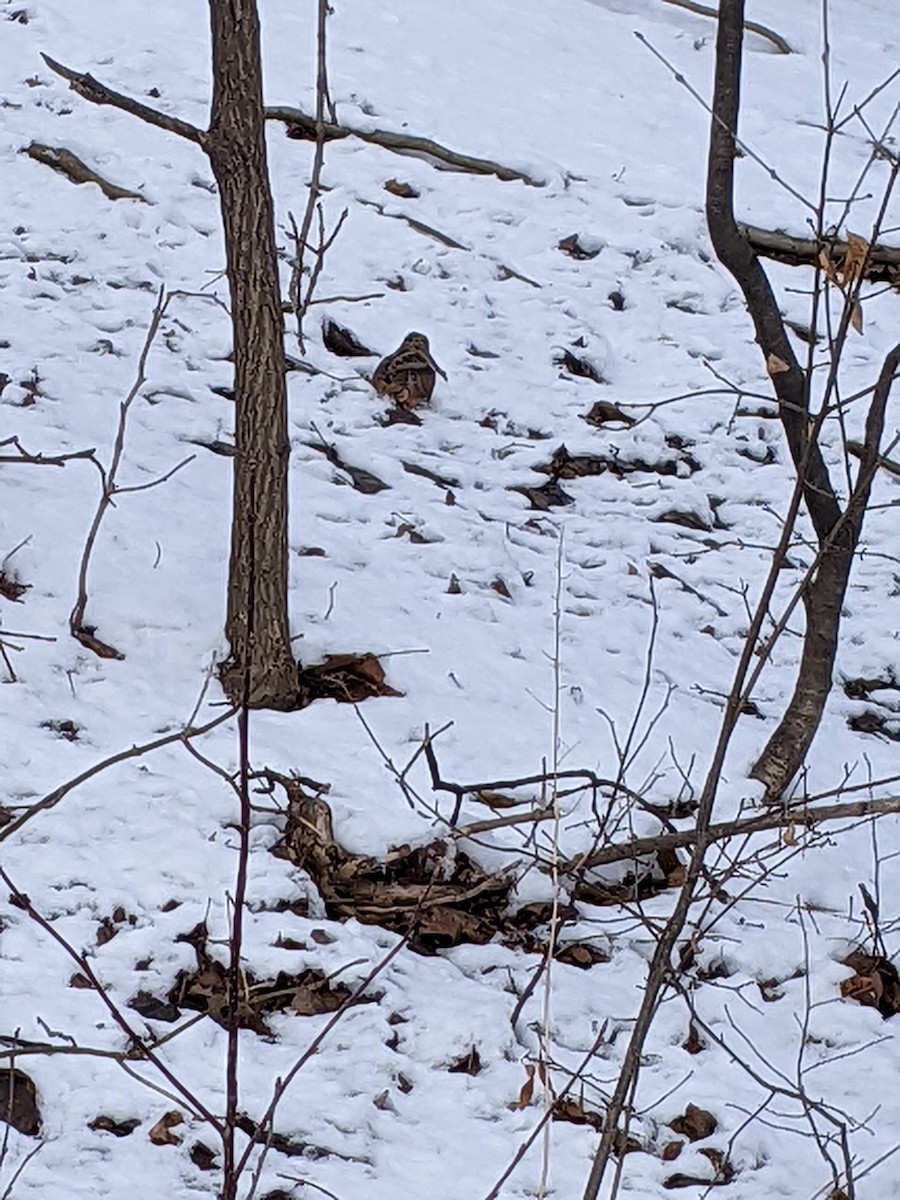 American Woodcock - ML424557321