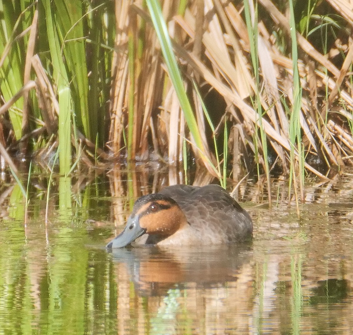 アカノドカルガモ - ML424557801